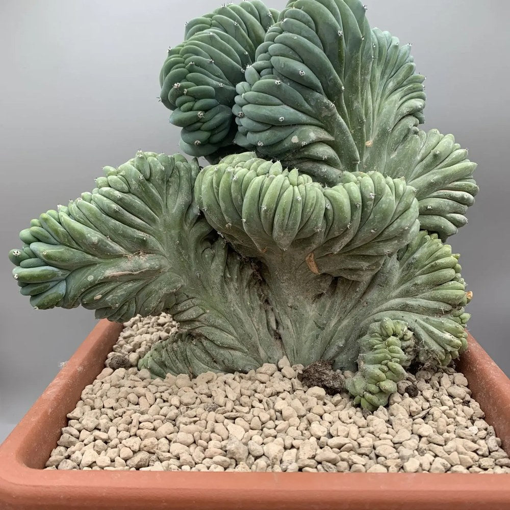 Kaktusz Myrtillocactus geometrizans f. crestata – szobrászi kék dísznövény