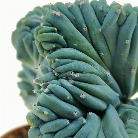 Kaktusz Myrtillocactus geometrizans f. crestata – szobrászi kék dísznövény