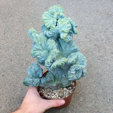 Cactus Coral Albastru Myrtillocactus Geometrizans Cristata, cactus decorativ de interior cu forma arhitecturala - 2025 cm
