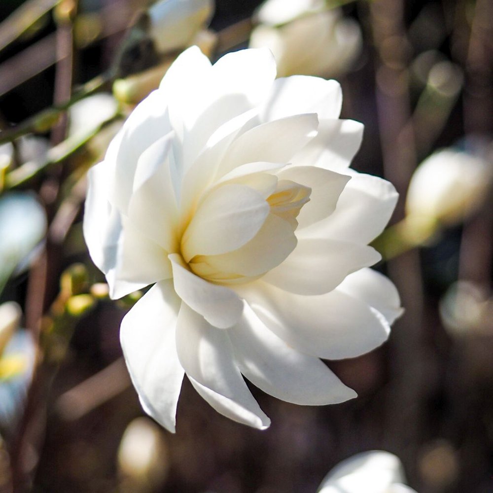 Magnolie Loebneri Wildcat, flori albe duble parfumate, arbust decorativ, rezistent frig