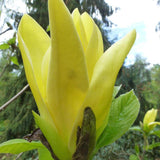 Magnolia Daphne, cu flori galbene