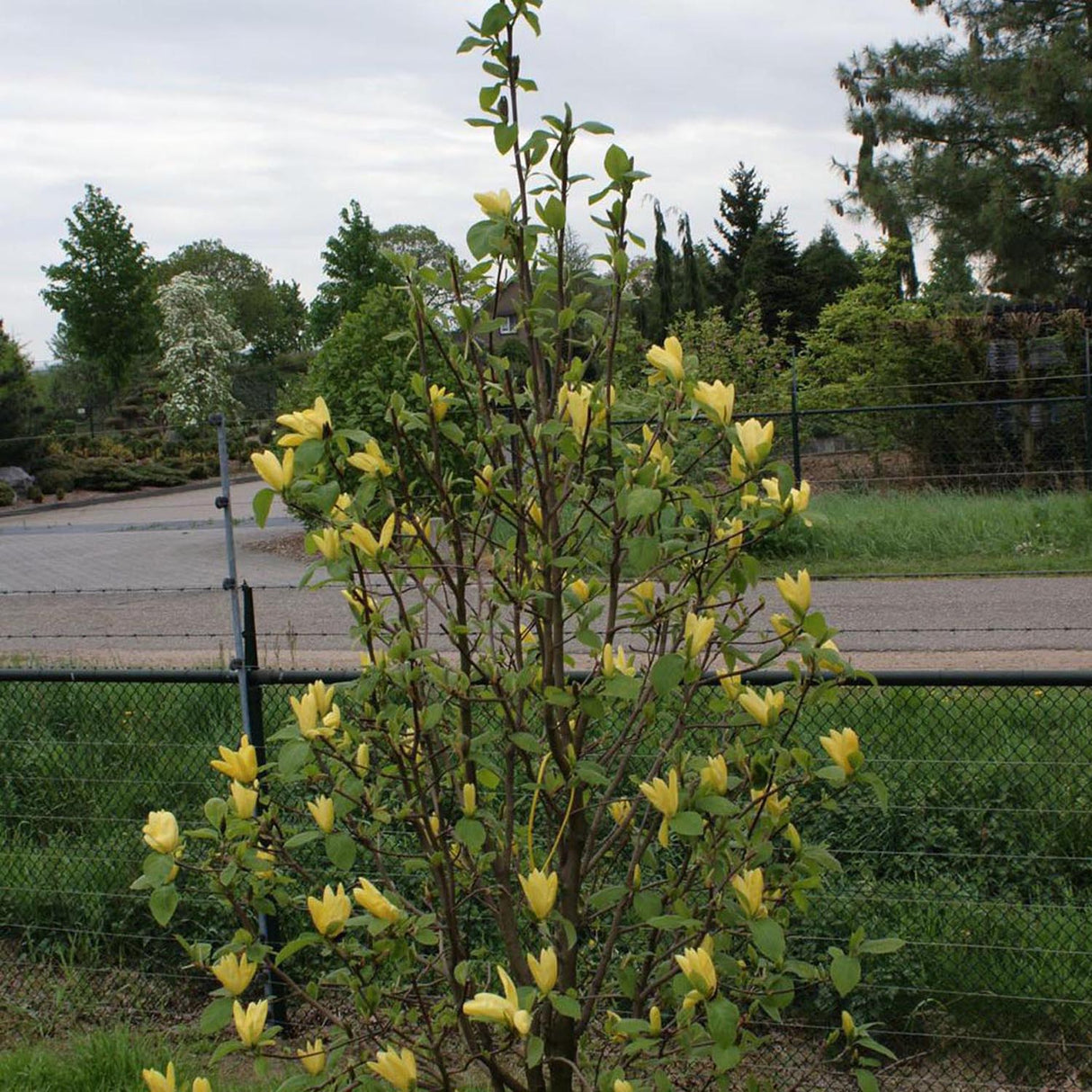 Magnolia Daphne, cu flori galbene