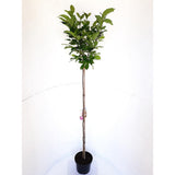Magnolie Susan, tip copac, flori roz inchis parfumate, arbore ornamental rezistent