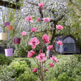 Magnolie Watermelon PBR, flori roz pepene vibrante si parfumate, arbust ornamental foarte exclusiv