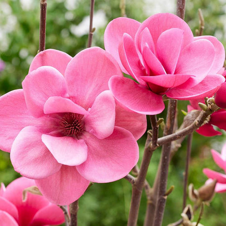 Magnolie Watermelon PBR, flori roz pepene vibrante si parfumate, arbust ornamental foarte exclusiv