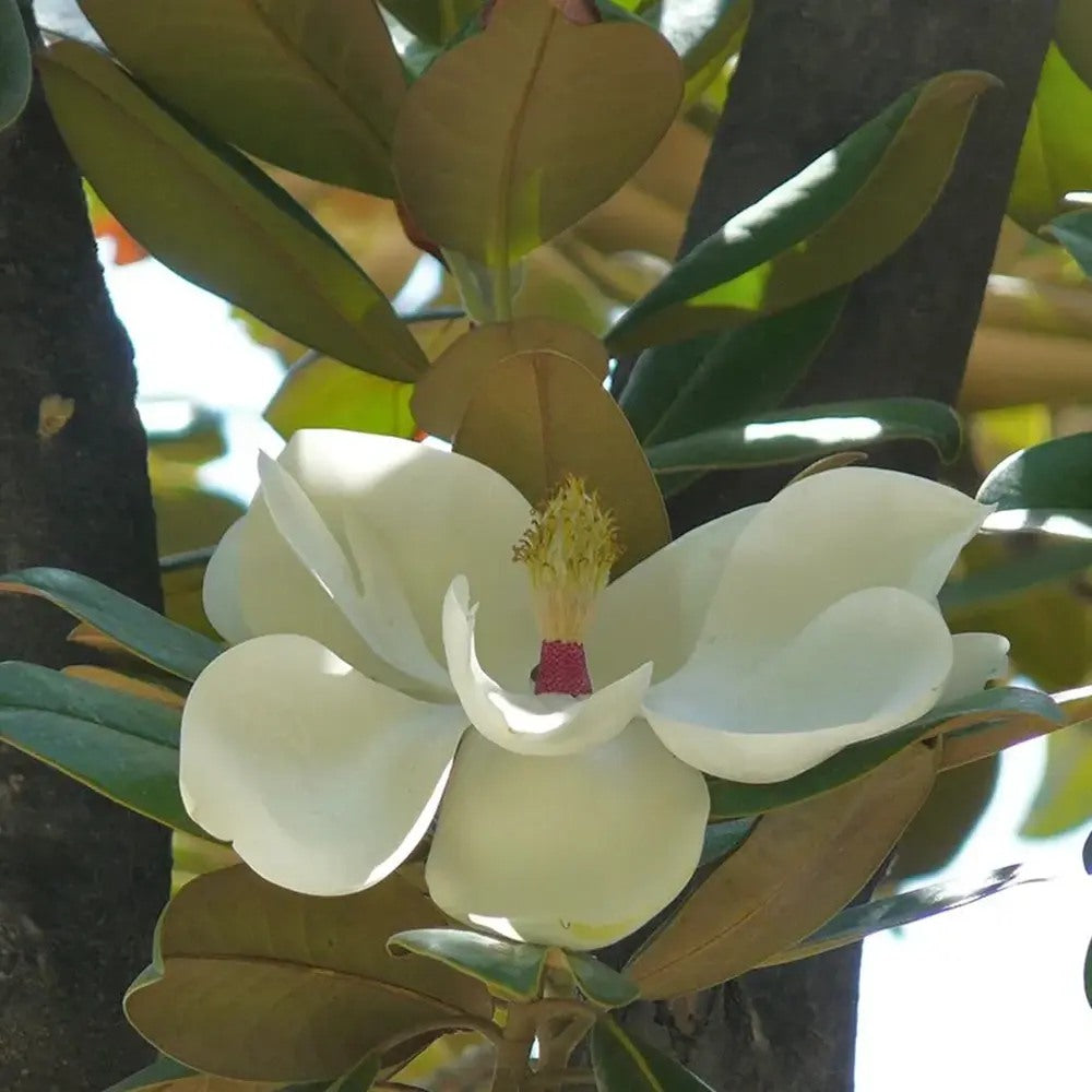 Magnolia grandiflora Purpan, örökzöld magnólia nagy, illatos fehér virágokkal és fényes lombbal, védett kertek díszfája