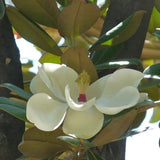 Magnolia grandiflora Purpan, örökzöld magnólia nagy, illatos fehér virágokkal és fényes lombbal, védett kertek díszfája