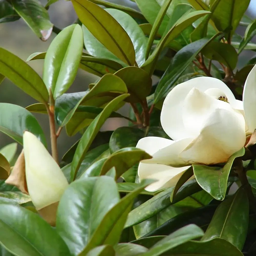 Magnolia grandiflora Purpan, örökzöld magnólia nagy, illatos fehér virágokkal és fényes lombbal, védett kertek díszfája