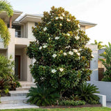 Magnolia grandiflora Purpan, örökzöld magnólia nagy, illatos fehér virágokkal és fényes lombbal, védett kertek díszfája