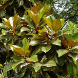 Magnolie Grandiflora Ferruginea copac vesnic verde, flori parfumate, rezistenta la frig, decor spectaculos