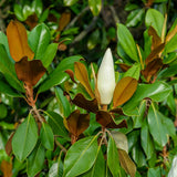 Magnolie Grandiflora Ferruginea copac vesnic verde, flori parfumate, rezistenta la frig, decor spectaculos