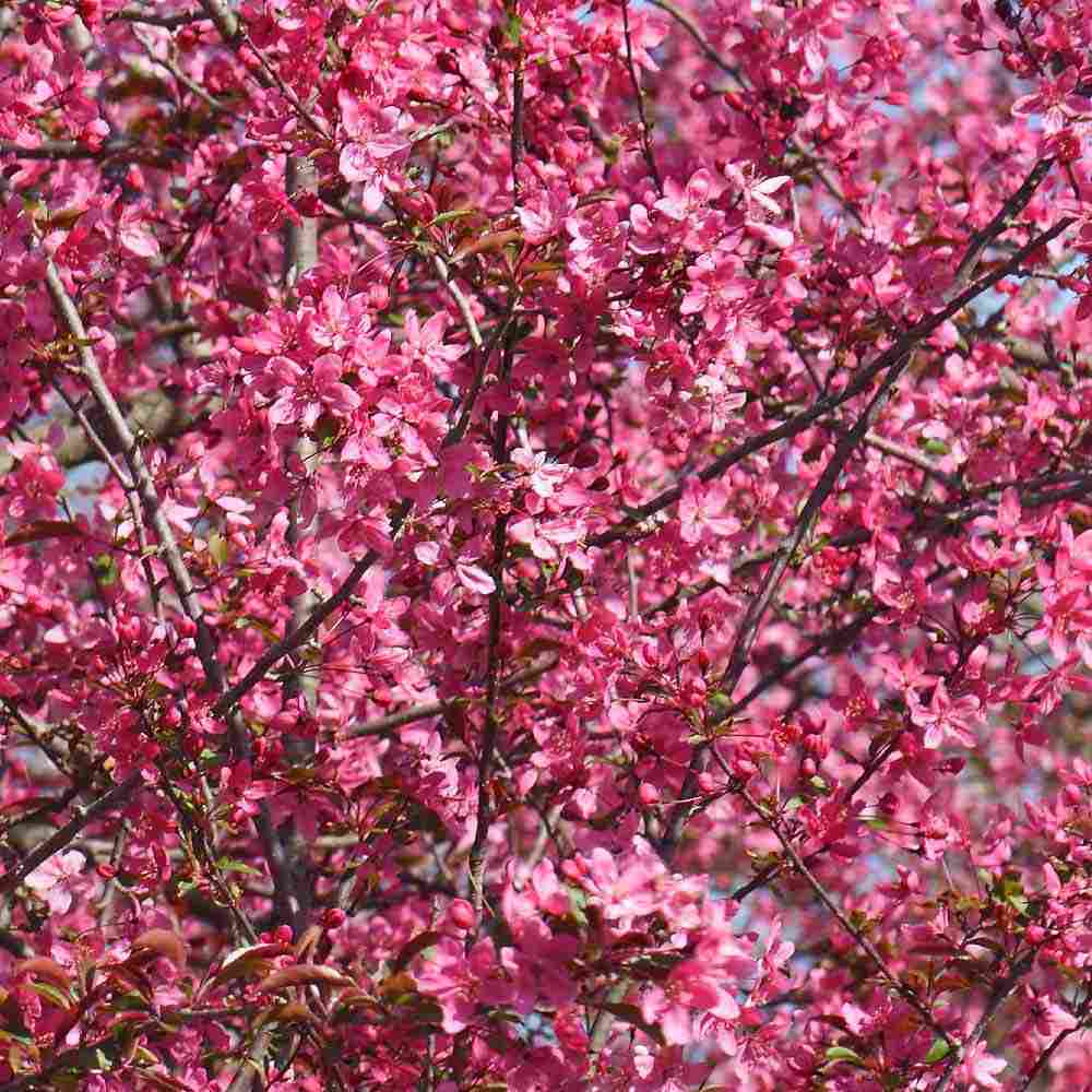 Mar Ornamental Profusion, copac decorativ cu flori roz-violet parfumate, fructe rosii mici