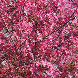 Mar Ornamental Profusion, copac decorativ cu flori roz-violet parfumate, fructe rosii mici