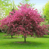 Mar Ornamental Profusion, copac decorativ cu flori roz-violet parfumate, fructe rosii mici