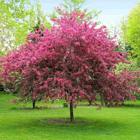 Mar Ornamental Profusion, copac decorativ cu flori roz-violet parfumate, fructe rosii mici