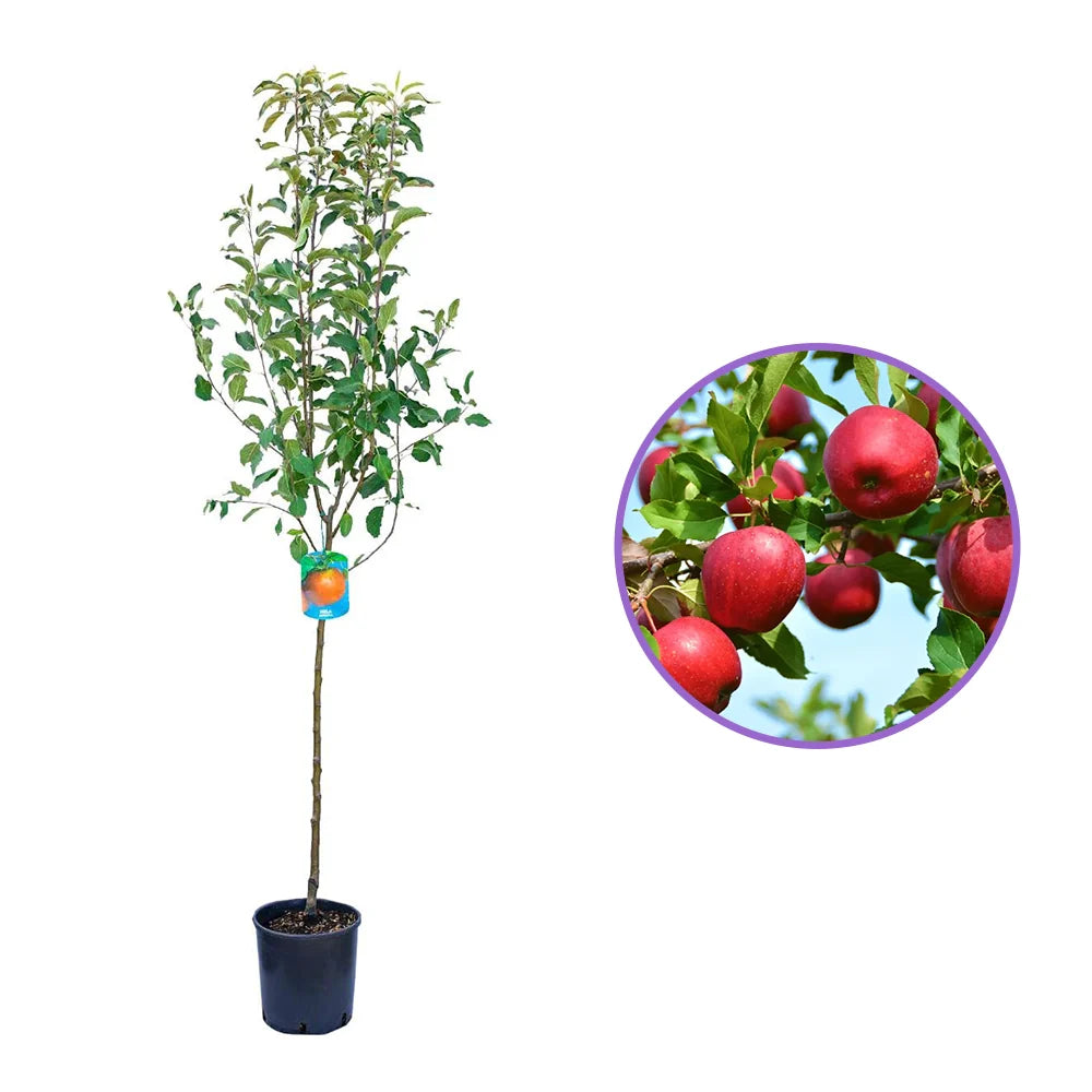 Mar (Malus) Stayman Red, cu fructe rosii dulci-acrisor, an 3 pe rod