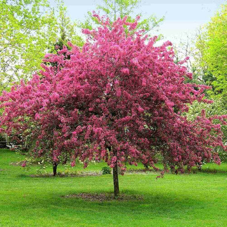 Mar Ornamental Rudolph, copac decorativ cu flori roz, frunzis rosu-purpuriu si fructe rosii persistente