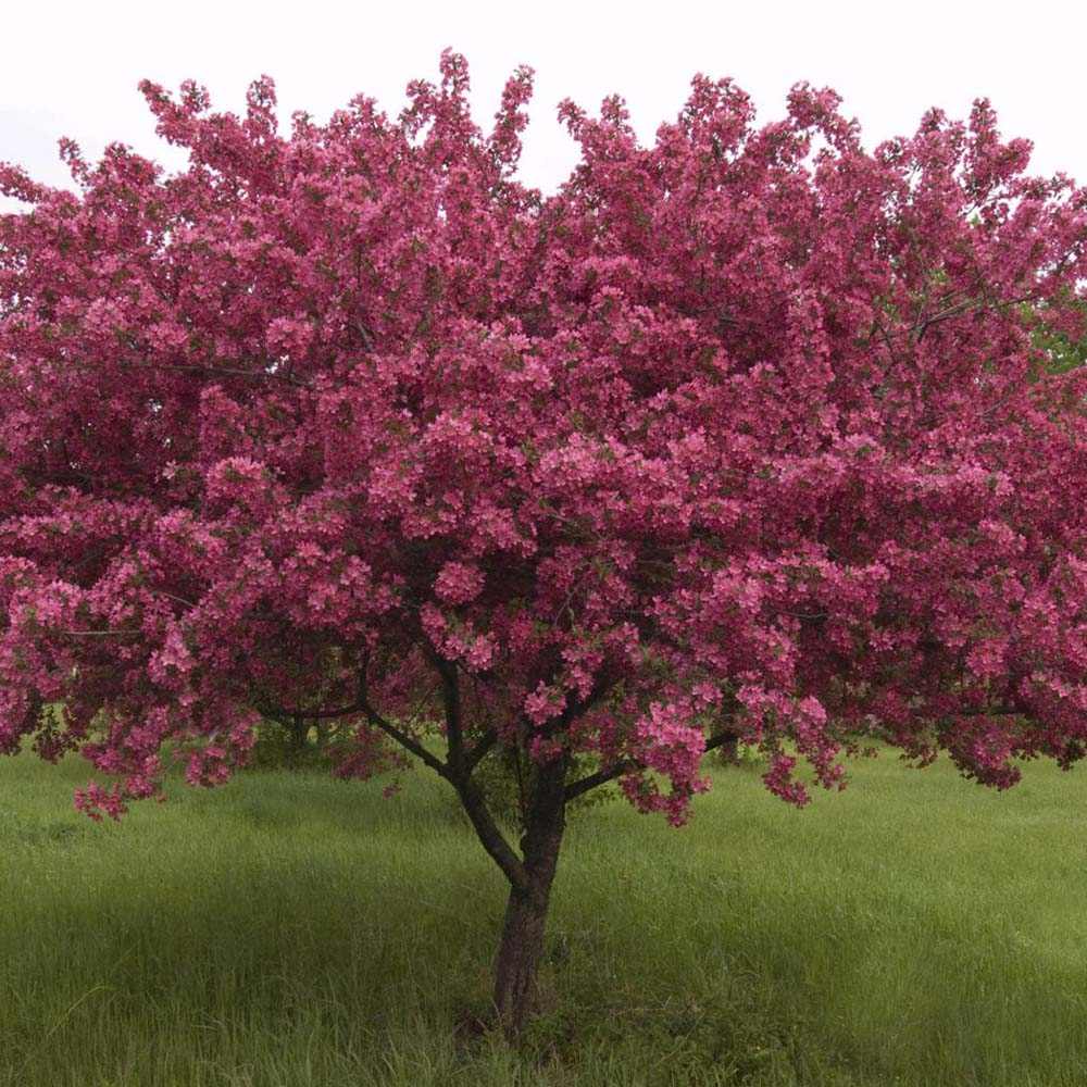 Mar Ornamental Rudolph, copac decorativ cu flori roz, frunzis rosu-purpuriu si fructe rosii persistente