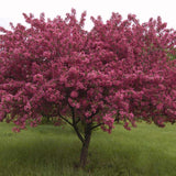 Mar Ornamental Rudolph, copac decorativ cu flori roz, frunzis rosu-purpuriu si fructe rosii persistente