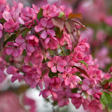 Mar Ornamental Rudolph, copac decorativ cu flori roz, frunzis rosu-purpuriu si fructe rosii persistente