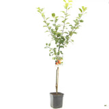 Mar (Malus) Santana, cu fructe rosii dulci-acrisor, an 3 pe rod