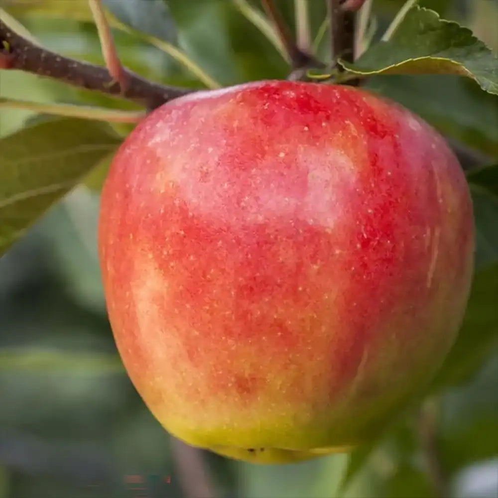 Mar (Malus) Santana, cu fructe rosii dulci-acrisor, an 3 pe rod
