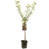 Mar (Malus) Sterappel, cu fructe rosii dulci-acrisor, an 3 pe rod