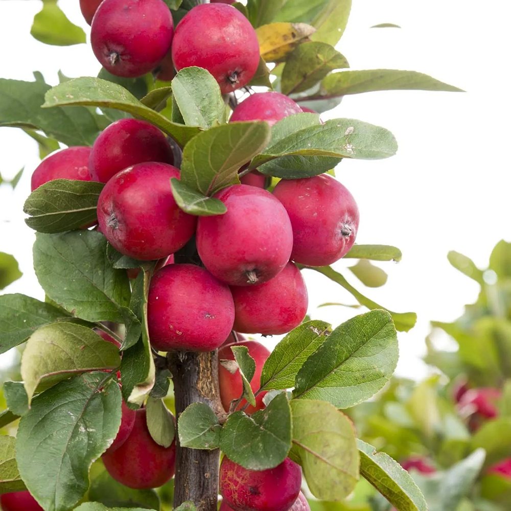 Mar Columnar Appletini, cu fructe mari rosii si dulci, an 3 pe rod