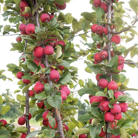 Mar Columnar Appletini, cu fructe mari rosii si dulci, an 3 pe rod