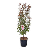 Mar Columnar Appletini, cu fructe mari rosii si dulci, an 3 pe rod