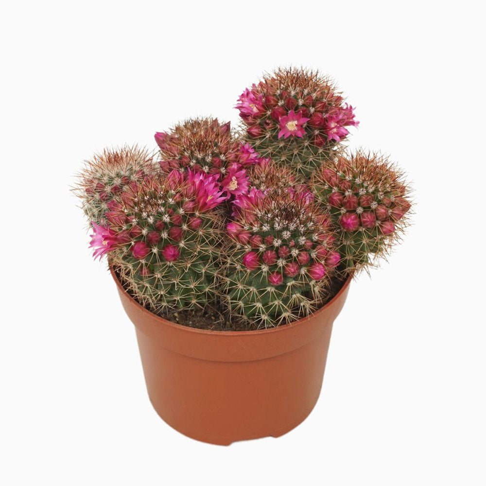 Cactus Globular Mammillaria ernestii albispina, decorativ, cu spini albi si flori roz