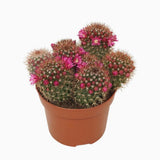 Cactus Globular Mammillaria ernestii albispina, decorativ, cu spini albi si flori roz