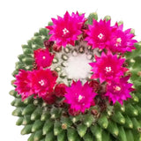 Cactus Globular Mammillaria polythele toluca cu flori roz decorative, ideal pentru interior, usor de ingrijit