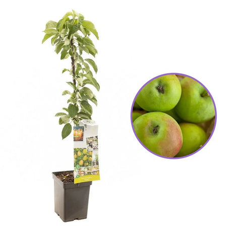 Mar Columnar Bolero (Malus Bolero), cu fructe dulci, an 3 pe rod