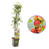 Mar Columnar (Malus) Polka, cu fructe dulci-acrisor rosii-verzui, an 3 pe rod