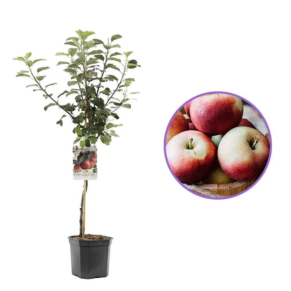 Mar (Malus) Zoete Ermgaard, cu fructe dulci roscat-verzui , an 3 pe rod