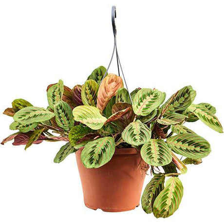 Planta Care se Roaga Tricolor (Maranta) Fascinator, 40 cm, planta cu frunze viu colorate si miscare nocturna, ghiveci cu hanger