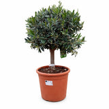 Európai olajfa ‘Arbequina’ bonsai, 110 cm, akklimatizált, télálló, termő