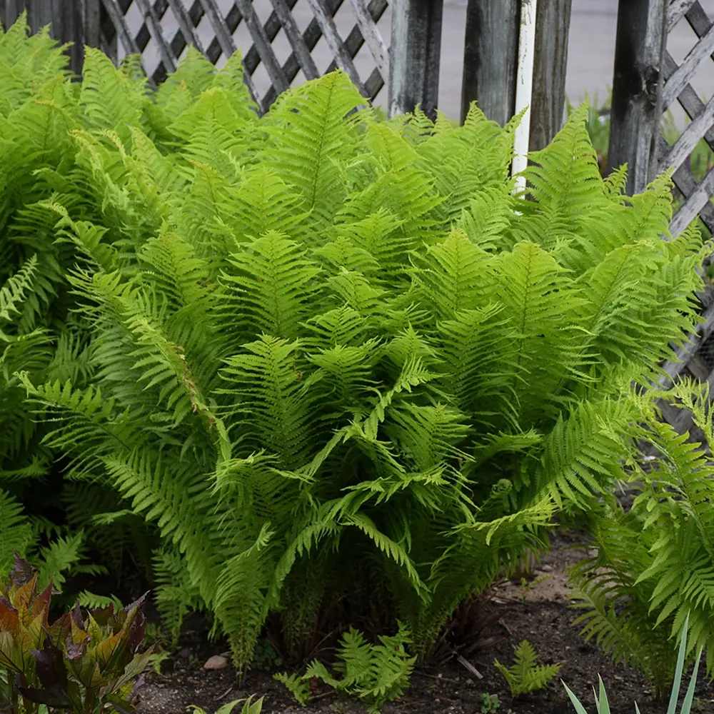 Feriga Uriasa Pana Strutului (Matteuccia Struthiopteris), feriga ornamentala pentru umbra