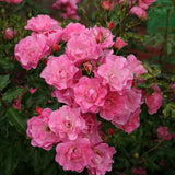 Trandafir Floribunda Maxivita roz-apricot, cu inflorire repetata