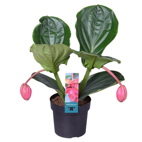 Floarea Regelui Medinilla Flamenco, 50-55 cm, flori roz spectaculoase, planta tropicala exotica, decor luxuriant pentru casa si interior