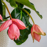 Floarea Regelui Medinilla Flamenco, 50-55 cm, flori roz spectaculoase, planta tropicala exotica, decor luxuriant pentru casa si interior