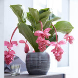 Floarea Regelui Medinilla Flamenco, 50-55 cm, flori roz spectaculoase, planta tropicala exotica, decor luxuriant pentru casa si interior