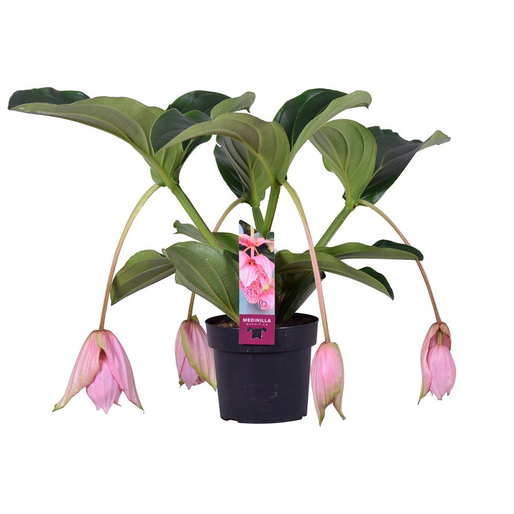 Floarea Regelui Medinilla Piccolini Candy, 30 cm, flori purpurii spectaculoase, planta tropicala exotica, decor luxuriant pentru casa si interior