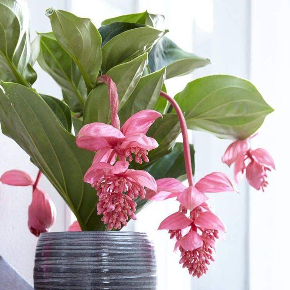 Floarea Regelui Medinilla Magnifica, flori roz pal spectaculoase, planta tropicala exotica, decor luxuriant pentru casa si interior - 70 cm