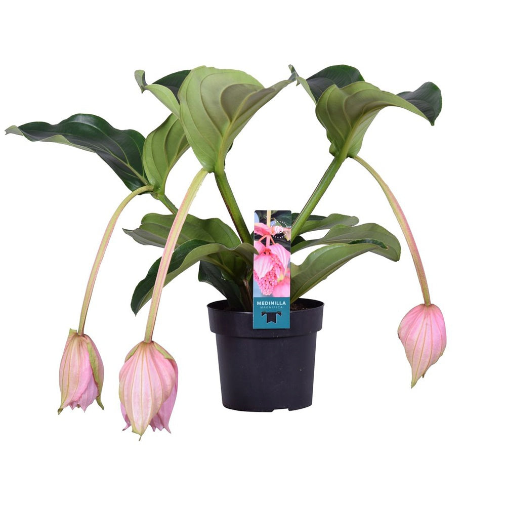 Királyvirág Medinilla Magnifica, 50 cm – látványos rózsaszín virágzatú trópusi dísznövény