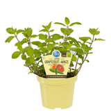 Menta Piperata (Mentha piperita Cinderella), aroma intensa cultivare usoara Romania