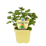 Menta cu aroma de portocalie (Mentha piperita Orange), planta aromatica, perena, frunze parfumate