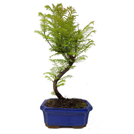 Aranjament Bonsai cu Metasequoia, 35 cm, bonsai mini copac, frunze verzi decorative, cadou perfect