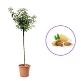 Copacel Migdal Ferragnes (Prunus amygdalus), cu migdale dulci crocanti, an 2 pe rod